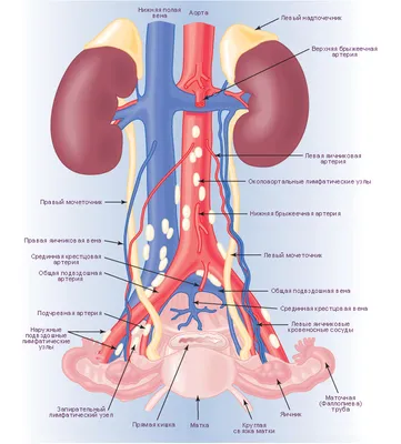 Пищеварительная система : нормальная анатомия | e-Anatomy