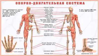 АНАТОМИЯ ЧЕЛОВЕКА. Расположение органов человека | ЭВРИКИ - YouTube