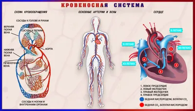 Органы человека: расположение в картинках. Анатомия частей тела | для  здоровья | Постила