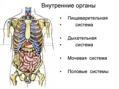 Органы человека: расположение в картинках. Анатомия частей тела
