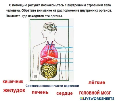 Мышцы человека: анатомия, строение, функции – Российский учебник