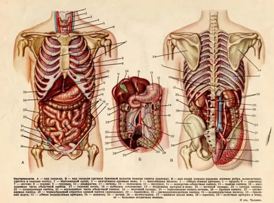 Строение человека (внутренние органы): фото с надписями
