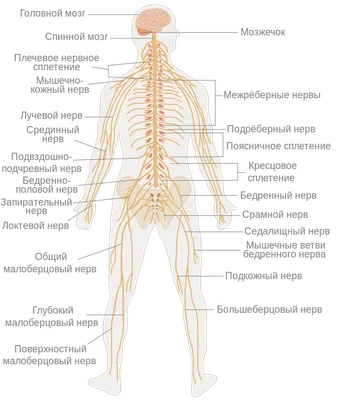 Общее строение человеческого тела. Большой атлас по анатомии человека |  deus1.com - методы омоложения и оздоровления Лаборатория Fluids.