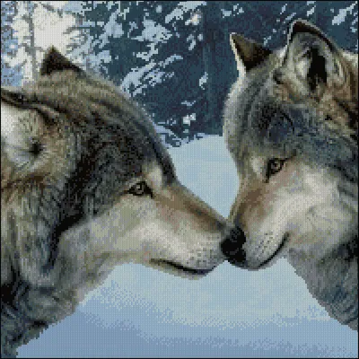 Скачать 1680x1050 волки, пара, нежность, язык, любовь, снег обои, картинки