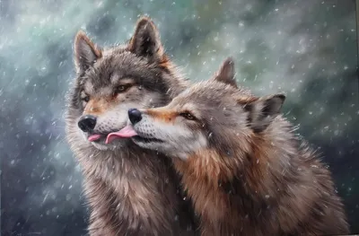 animal art :: красивые картинки :: волки :: эмоции :: гнев :: печаль ::  любовь :: отношения :: какие нахуй отношения - JoyReactor