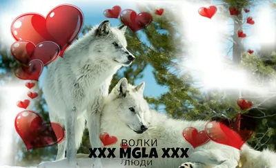Серый волк 2 в любви стоковое изображение. изображение насчитывающей канада  - 173945789
