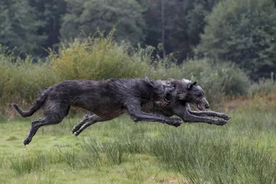 Ирландский волкодав (Породы собак) самые большие собаки, самая большая  собака в мире, волкодав собака, волкодав фото, ирландский волкодав фото,  ирландский волкодав купить, щенки волкода Энциклопедия о животных EGIDA.BY