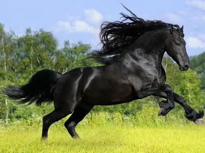 Фотография красивой волшебной лошади единорог реалистичной Стоковое  Изображение - изображение насчитывающей лошадь, ферма: 169892689