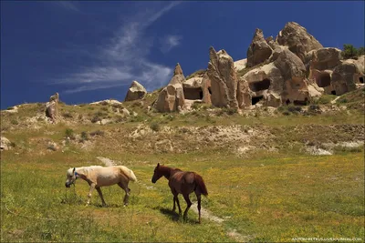 Masai Mara Набор фигурок \"Семья красных сказочных лошадей\"