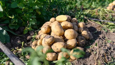 Имидор, ВРК для картофеля
