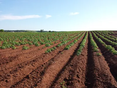 Жук картофеля в Колорадо. Вредителей и паразиты картофеля в саду летом.  Стоковое Изображение - изображение насчитывающей взорвать, картошки:  192476665