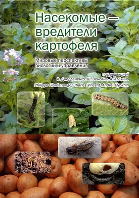 Уродующие и заполняющие клубни слизью вредители угрожают картошке в  Волгограде
