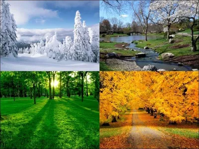 Скачать 1920x1080 лес, времена года, снимки, деревья, лето, осень, зима обои,  картинки