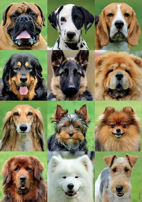 Все виды собак (62 фото) - картинки sobakovod.club