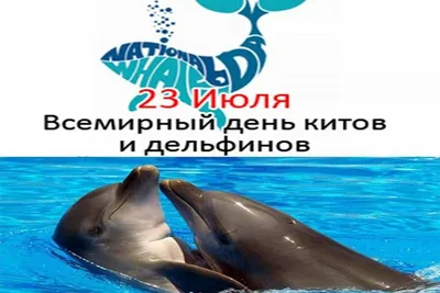 Всемирный День китов и дельфинов отметят в Архангельске