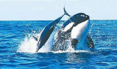 Всемирный день китов и дельфинов 2023, Ярославский район — дата и место  проведения, программа мероприятия.