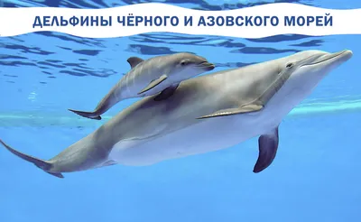 23 июля - Всемирный день китов и дельфинов - День в истории