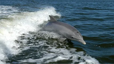Всемирный день китов и дельфинов - Детский Портал Знаний