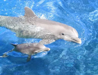 Всемирный день китов и дельфинов»: 23.07.2021, 09:00