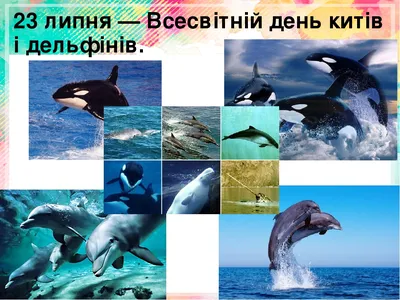 23 июля - Всемирный день китов и дельфинов - Агентство социальной информации