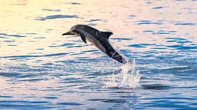 Праздничные мероприятия к Дню китов и дельфинов