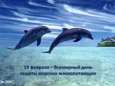 23 июля в истории Украины и мира - Всемирный день китов и дельфинов -  Газета МИГ