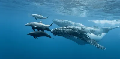 Всемирный день китов и дельфинов. | 25.07.2023 | Малая Вишера - БезФормата