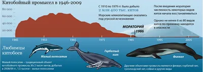 Всемирный день китов и дельфинов (World Whale and Dolphin Day) | Пикабу