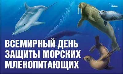 Сегодня отмечается Всемирный день Китов и Дельфинов - Новости