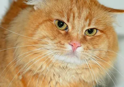 15 фото, которые доказывают, что у кошек есть чувства и они способны на  эмоции | ВСЯКИЕ РАЗНЫЕ КОШКИ | Дзен