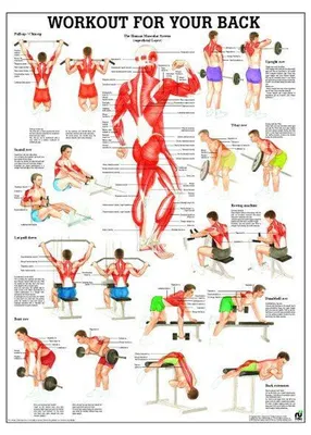 Workout For Your Back Laminated Fitness Poster