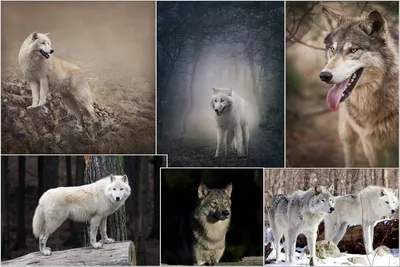 Картина по номерам \"Дівчина з вовками\"