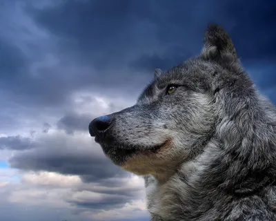 Одомашнені вовки не стали повноцінною заміною собак для людей. Можливо,  саме тому ми їх не приручили