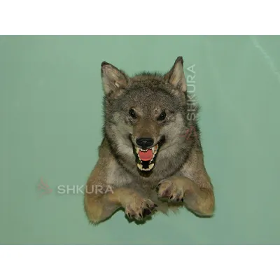 Фотопроект 'Діти виховані вовками'