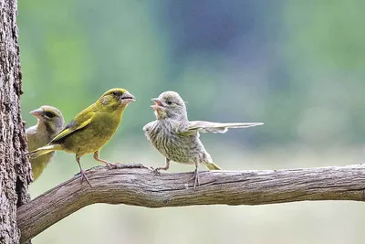 бесшовный узор с милыми мультяшными птицами на желтом фоне. смешные обои  для животных. травы и цветы. Иллюстрация вектора - иллюстрации  насчитывающей оперено, художничества: 217442309