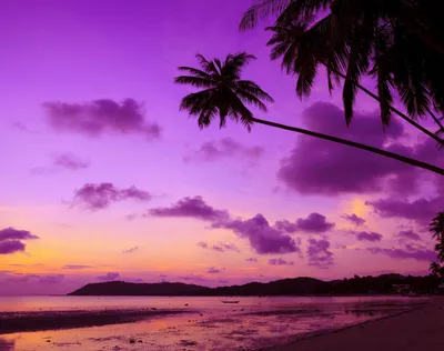 тропический рай пляж пальмы море океан закат фиолетовые тропики берег HD  обои для ноутбука | Purple sky, Sunset, Travel wallpaper