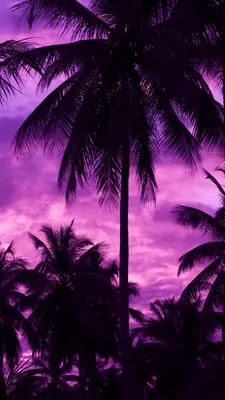 Скачать 1350x2400 пальмы, закат, тропики, фиолетовый, небо обои, картинки  iphone 8+/7+/6s+/6+ for parallax