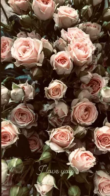 обои#цветы#эстетика#надписи#розы | Спрей-розы, Цветочные росписи,  Викторианские цветы
