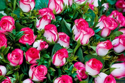 Обои Цветы Розы, обои для рабочего стола, фотографии цветы, розы, пестрый,  яркий, много Обои для рабочего стола, скачать обои картинки заставки на  рабочий стол.