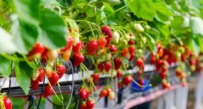 FruitNews - ЕвроХим: Система минерального питания для земляники садовой