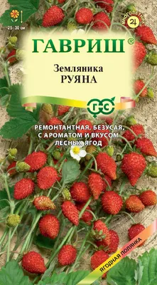 FruitNews - В Подмосковье и ближайших областях начинается сбор урожая  земляники