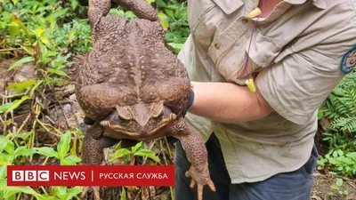 Огромная жаба-рекордсмен обнаружена в Австралии - BBC News Русская служба