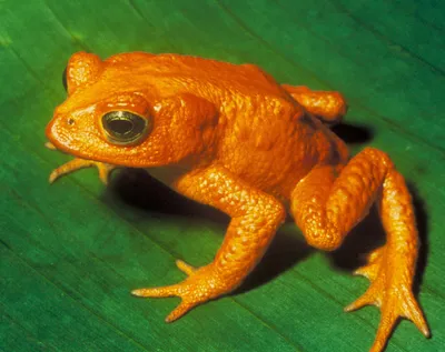 Оранжевая жаба — Википедия