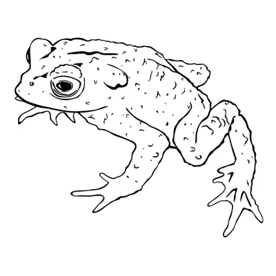 Лягушка Жаба Мох - Бесплатное фото на Pixabay - Pixabay