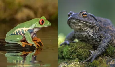 Яд жабы - весьма новый психоделик, модный среди молодёжи