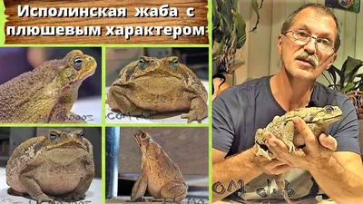 Серая (обыкновенная) жаба | Животный мир и природа Красноярского края