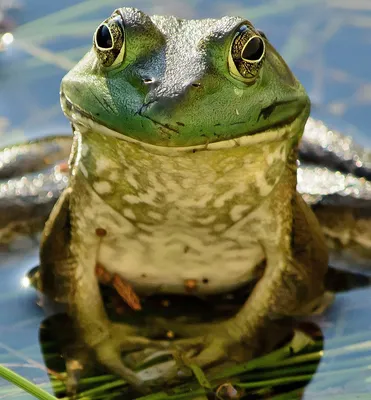 Зеленая жаба не опасна для волжан