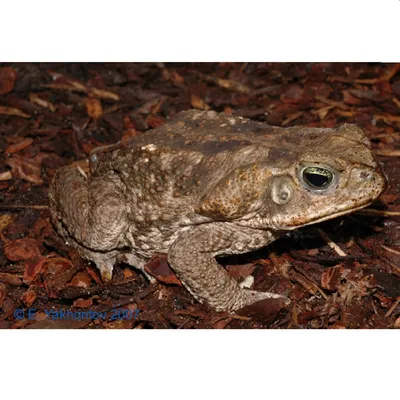 Исполинская жаба с плюшевым характером. Suriname Giant Marine Toad. -  YouTube