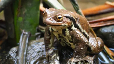 Картинки жабы - 71 фото