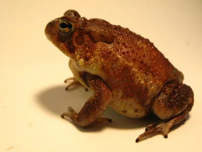 Поэзия хайкай: Кёкусуй и молчащая жаба | Nippon.com
